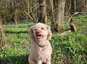 Looking for a forever home for my cavapoochon.