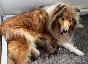 KC registered Sable and white puppies