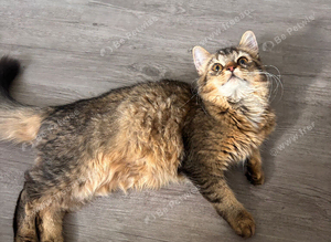 Beautiful 4-Month-Old Fluffy Kitten Looking for Her Forever Home ️