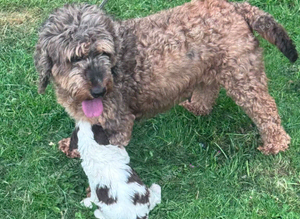 Beautiful F2 Cockapoo Puppies For Sale Cockapoo