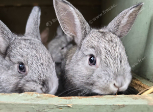 Mini rex cross netherland dwarf
