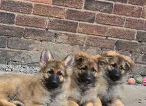 Lunas beautiful first litter