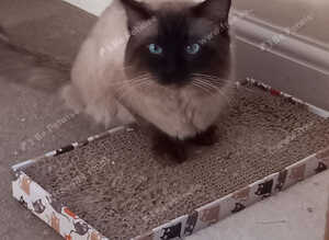 Stunning Male Ragdoll