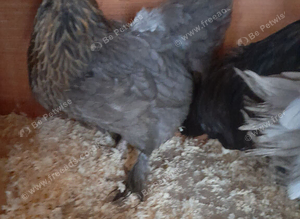 1 bantam hen