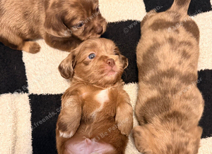 Adorable Schweenies puppy's