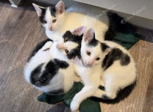Black and White Kittens Ready to Go