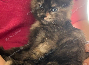 Gorgeous semi long haired tortoise shell kittens