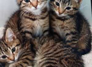 Siamese xx