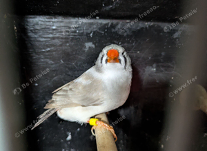 Light back pied hen