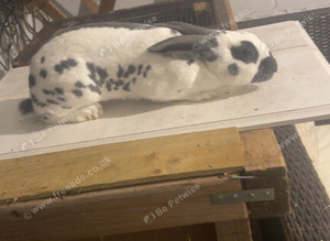 English spot show Rabbit ringed male(buck)