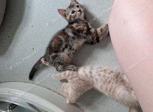 Kitten's