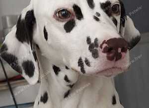 Dalmatian for sale