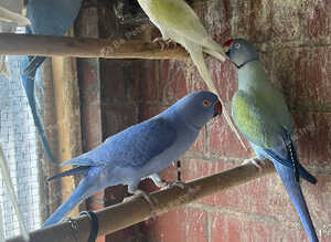 Ringnecks & Lovebirds