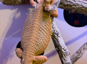 Thunderbolt Bearded Dragon
