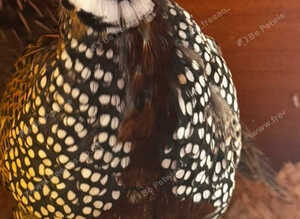 Mearns Montazuma quails