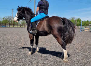 Pony Mare 4 Year Old 12.2h