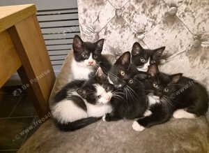 5 Beautiful kittens (Ready To Leave)
