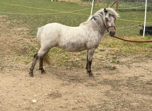 Registered Fellabella in foal