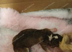 Stunning F2b Cockapoo puppies