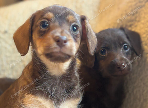 Beautiful chocolate outgoing boys