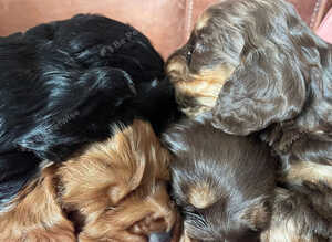 4 adorable Cocapoo/spaniel puppies