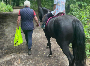12. 2 hh show type pony for full or part loan