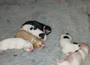 F1b cockapoo puppies