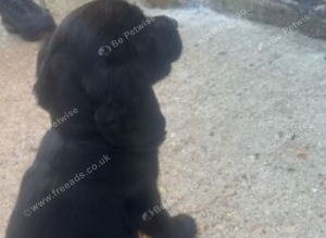 F2 cockapoo