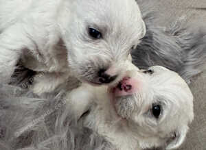 West highland terrier puppies