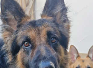 2x male shepards for stud