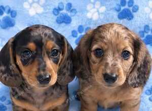 4 Miniature dachshund puppies