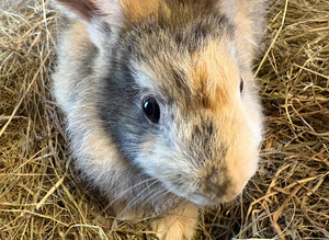 Female young friendly rabbit