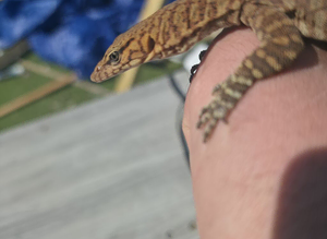 Possible 1.1 Pilbara rock monitors