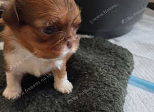 Imperial Shitzu puppies