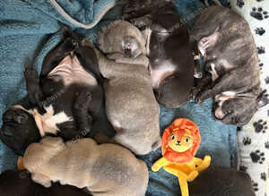 7 beautiful French bulldog pups