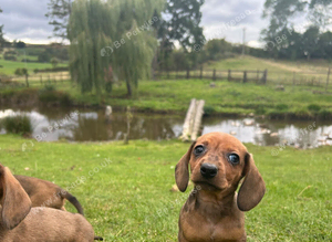 Beautiful dapple dachshund pups dapple tri