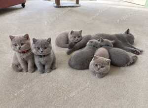 GCCF and TICA registered British Shorthair kittens