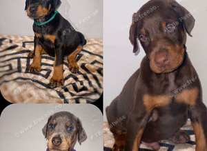 Stunning Dobermann Puppies