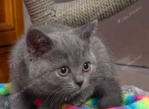 Ready now, gccf Active British Shorthair blue and lilac
