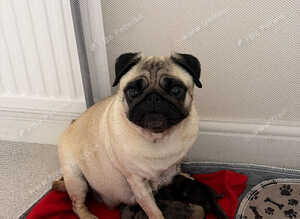 pug puppies