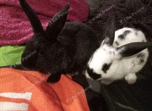 9wks old. 1 girl, 1 boy