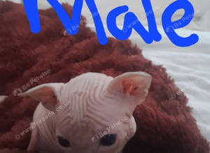 Kitten sphynx
