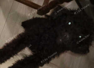 Need to re-home puppy