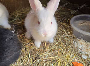 Continental Giant Rabbit Kits &ndash; Available for Booking