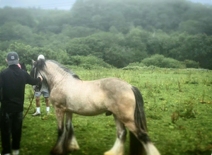 ️Stunning dun stallion ready for stud️