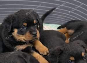 Rottweiler pups KC Registered + Champ Bloodlines