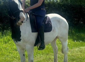 Bomprof 14.3 cob gelding