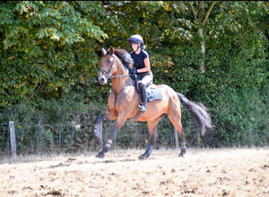 Wanted - Horse and ponies