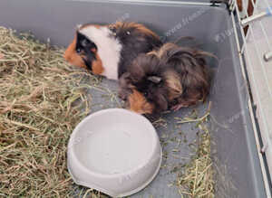 2x male bonded