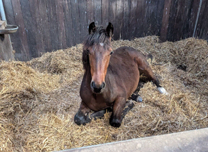 Looking for sole use yard for 5 horses